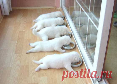 Животные.
Смотрите в полном размере.