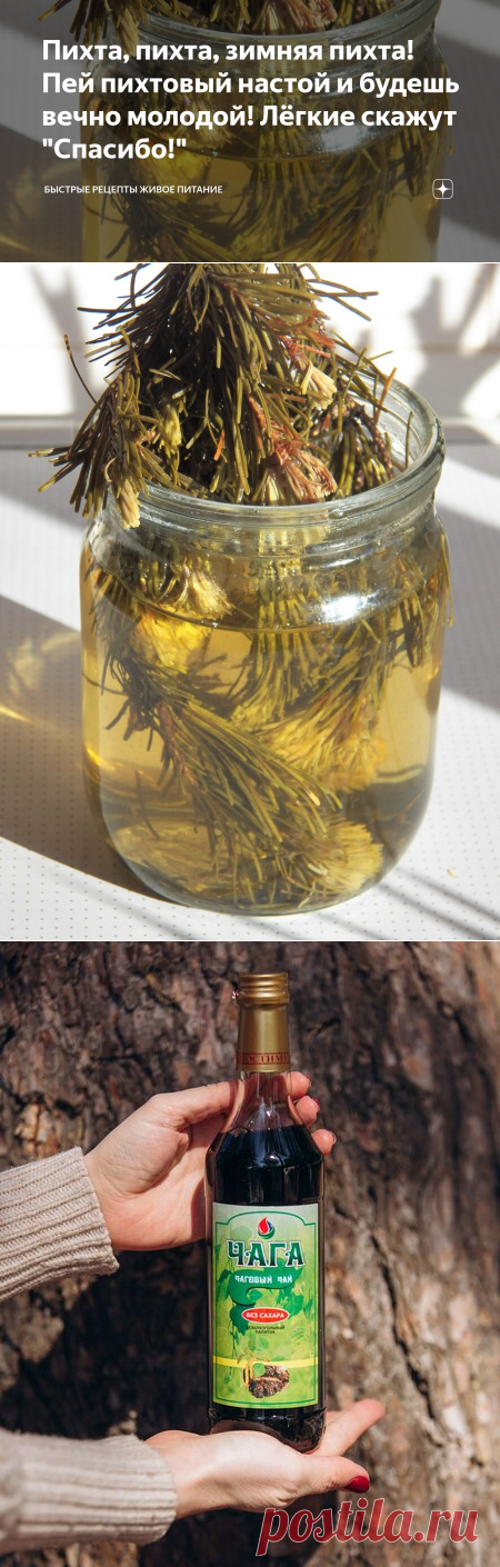 Пихта, пихта, зимняя пихта! Пей пихтовый настой и будешь вечно молодой! Лёгкие скажут 