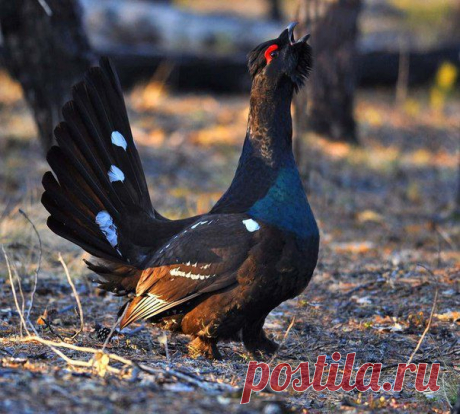 Охота на тетерева и глухаря открылась в Беларуси / Богатая добыча