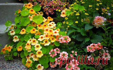 Настурция большая - прекрасная лиана, защищающая от улиток и тли. Как ухаживать за настурцией