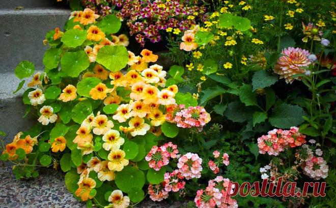 Настурция большая - прекрасная лиана, защищающая от улиток и тли. Как ухаживать за настурцией