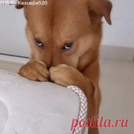 Guilty boy 😅😍
🙋 Tag your friends ☺️
📸by Kexuejila520 douyin