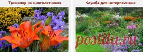 Клумба-пошагово,неприхотливые многолетники,клумба для нетерпеливых,календарь цветения,горшечный мини садик.