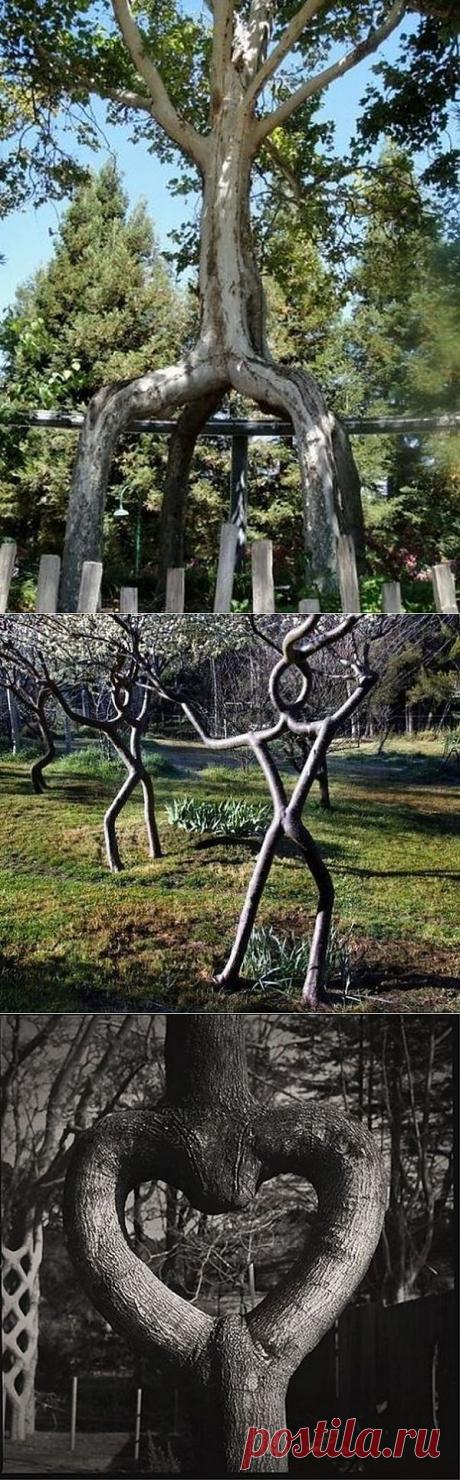 Удивительный &quot;Цирк деревьев&quot; | Приколисты в картинках