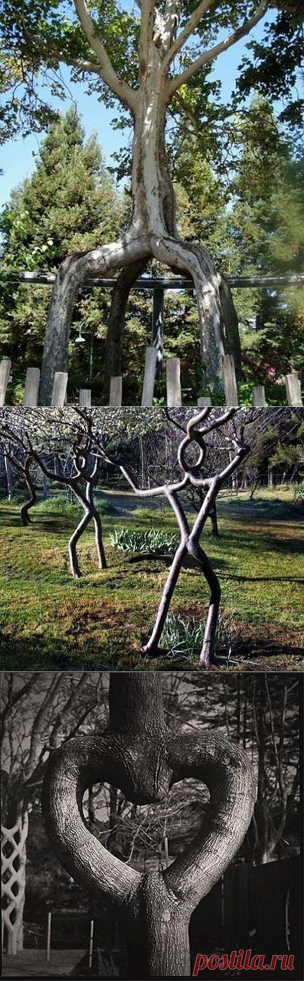 Удивительный "Цирк деревьев" | Приколисты в картинках