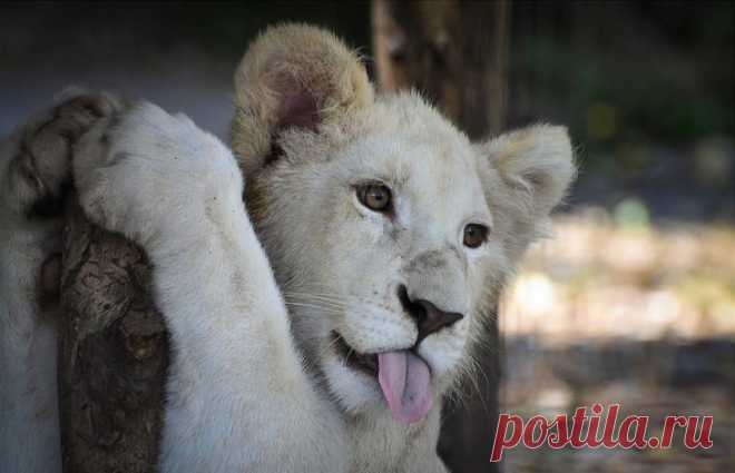 Белый лев – легенда африканских племен