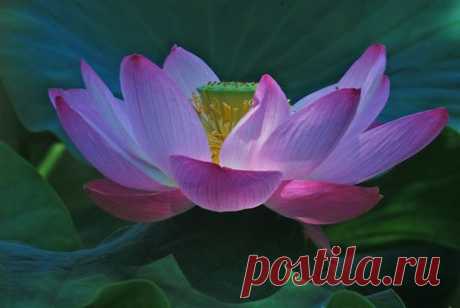 flower and lotus by maf04 | We Heart It