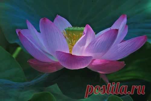 flower and lotus by maf04 | We Heart It