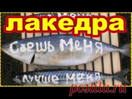 Копчёная ЛАКЕДРА СКУМБРИЯ Как закоптить рыбу быстро просто ! Простой рецепт копчения рыбы ! - YouTube