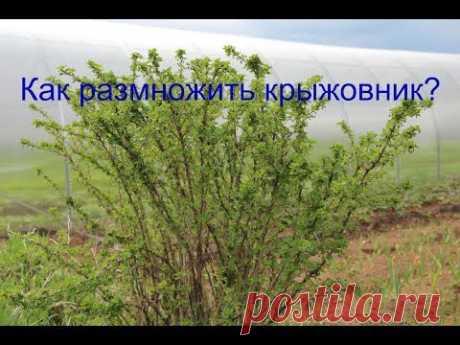 ▶ Как размножить крыжовник? - YouTube