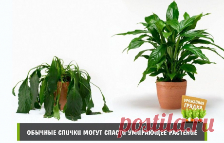 КАК ОБЫЧНЫЕ СПИЧКИ МОГУТ СПАСТИ УМИРАЮЩЕЕ РАСТЕНИЕ | 6 соток