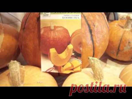 Мои сорта тыкв. Самые лучшие.