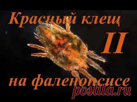 Красный клещ на фаленопсисе: осмотр после двух обработок.