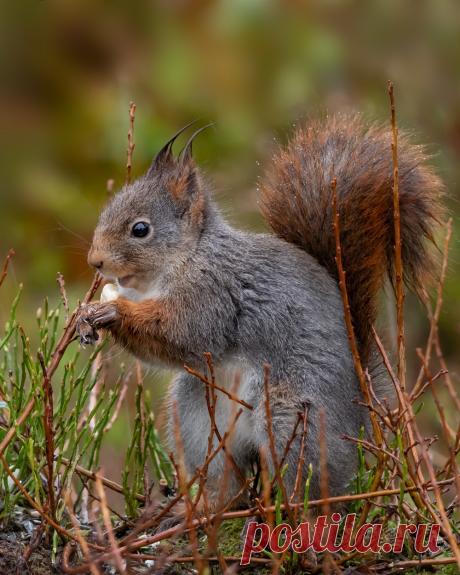 brown squirrel on green grass during daytime photo – Free Image on Unsplash