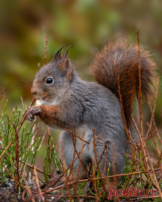 brown squirrel on green grass during daytime photo – Free Image on Unsplash