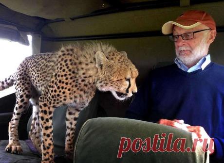 Неловкий момент: в джип запрыгнул гепард
