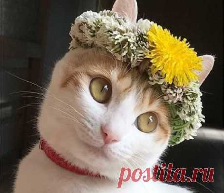Мисс весна)