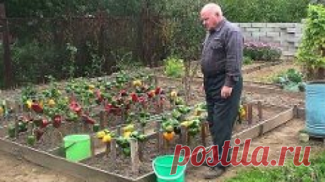 КАК ПРАВИЛЬНО ФОРМИРОВАТЬ ПЕРЕЦ, ЧТОБЫ УСКОРИТЬ РОСТ И СОЗРЕВАНИЕ ПЛОДОВ
Сохраните, чтобы не потерять!
Зачем нужно формировать куст перца?
Перец в своем большинстве является кустовой культурой, поэтому размер плодов, их количество, а также сроки созревания можно регулировать именно с помощью формирования куста растения. При выращивании низкорослых и среднерослых сортов перца, которые достигают не более полуметра в высоту, в формировке нет надобности. Так как такие растения компактные, им вполне