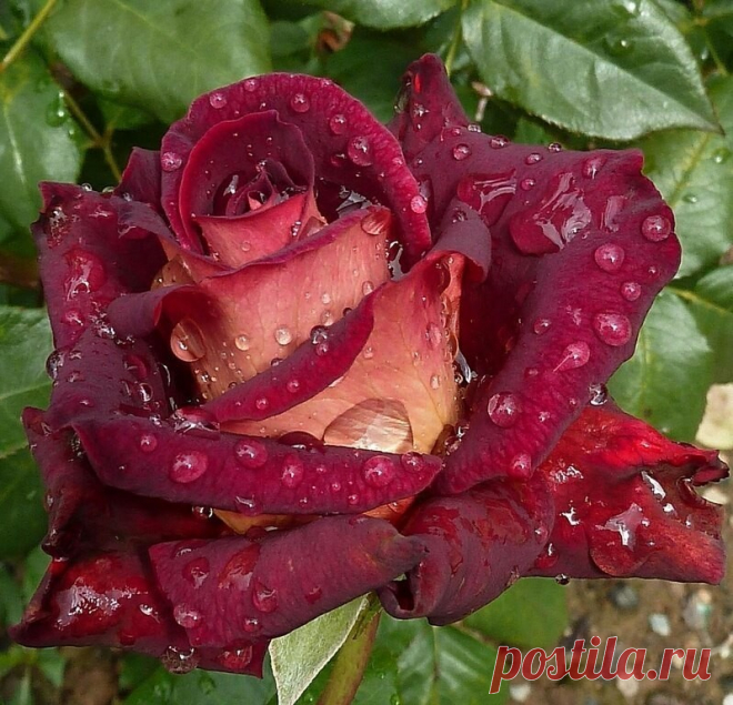 Мой Мир@Mail.Ru