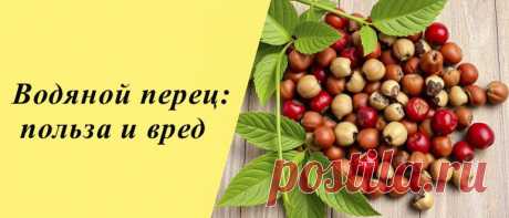 Водяной перец: лечебные свойства, противопоказание, применение Водяной перец: особенности и состав, польза и вред, применение в народной медицине, косметологии, кулинарии, рецепты блюд.