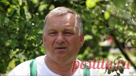 Нужно ли что то сажать под плодовыми деревьями
