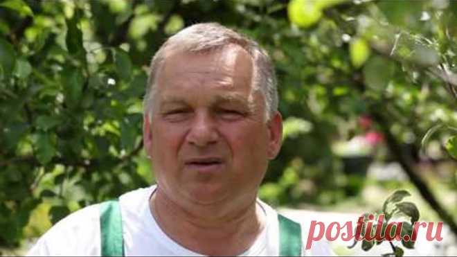 Нужно ли что то сажать под плодовыми деревьями