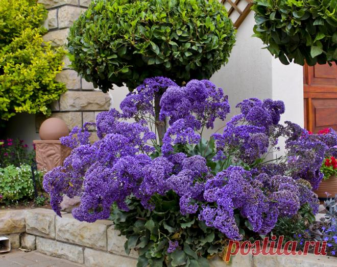 Цветок статице: фото, выращивание из семян, посадка и уход в открытом грунте