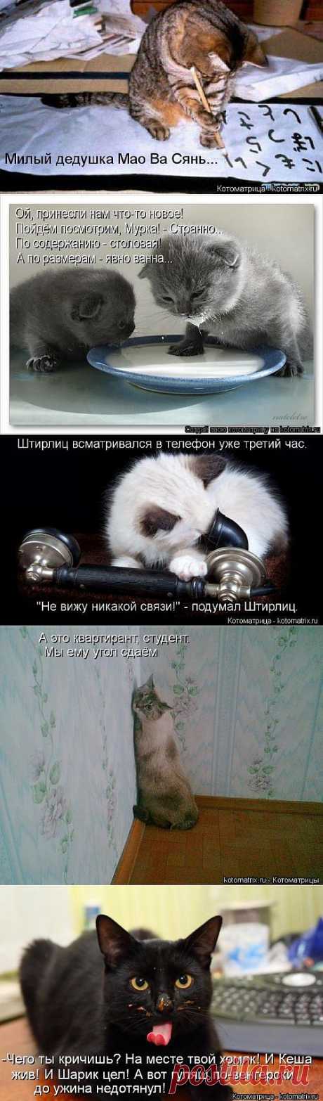 Новые прелестные котоматрицы.