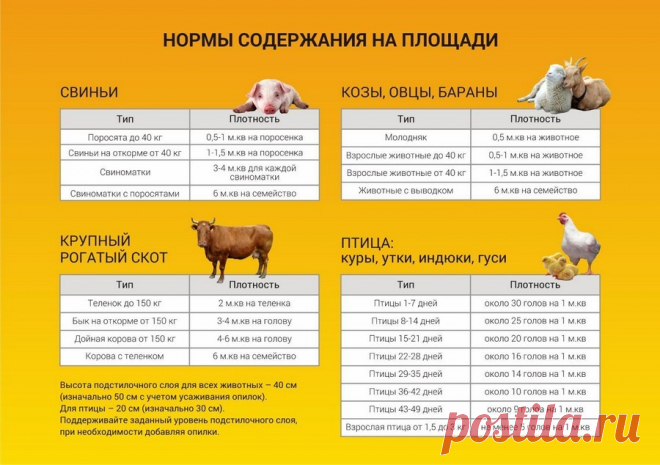 необходимая площадь для содержания коз: 11 тыс изображений найдено в Яндекс.Картинках