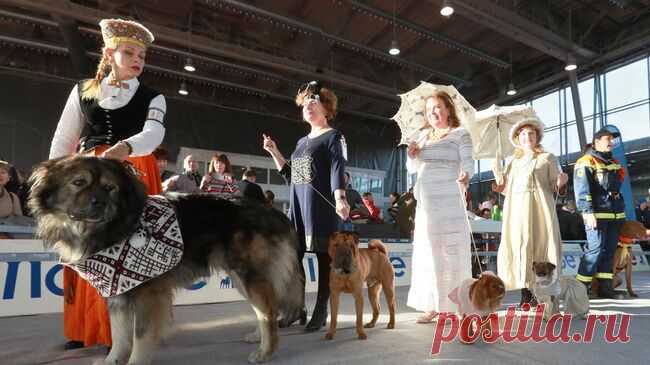 Кинолог рассказал, как подготовить собаку к посещению массового мероприятия