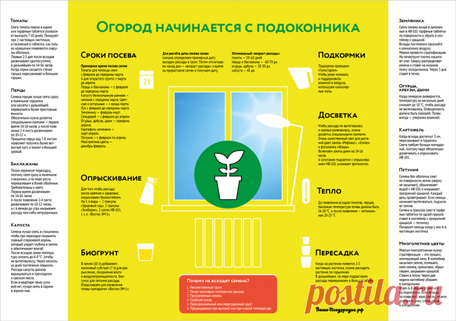 Огород начинатся с подоконника