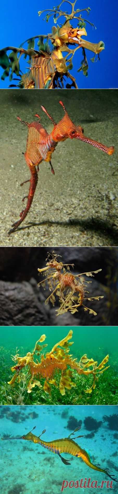 Дракон Индийского океана