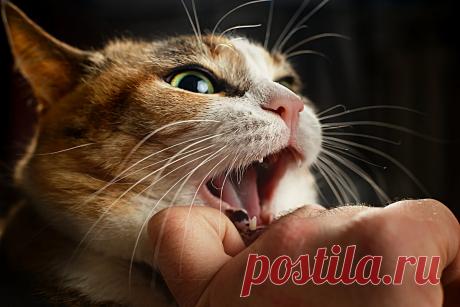 Кошачье доверие: 10 признаков, которые дадут понять отношение кошки к хозяевам | Приключения натуралиста | Дзен