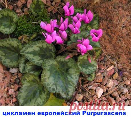 Знакомимся с самыми известными видами цикламена