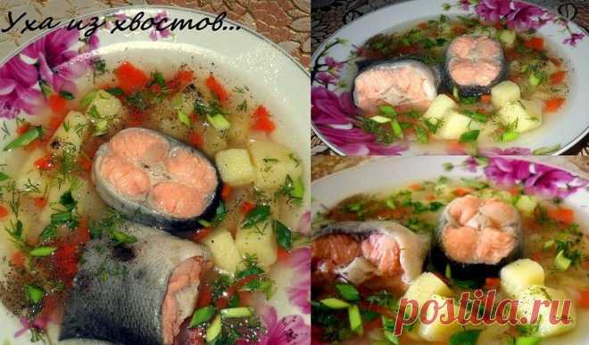 КРАСНАЯ УШИЦА из хвостов !