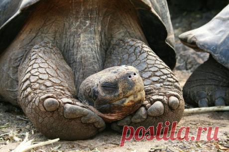 Родственники Тортиллы | РИА Новости