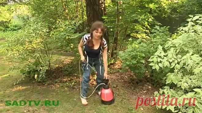 Как избавится от тли на смородине.