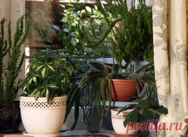 Комнатные растения которые лечат!!!.