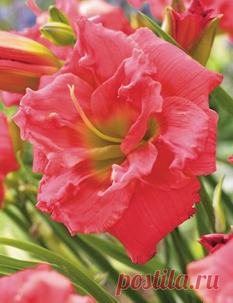 Congo Coral Daylily This spectacular newer introduction of daylily has fully double blooms of salmon coral, with a light fragrance as well. Congo Coral Daylily blooms early to mid-summer and often will repeat blooming again later in the season. This re-blooming daylily...