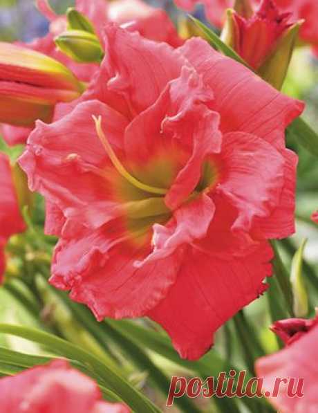 Congo Coral Daylily This spectacular newer introduction of daylily has fully double blooms of salmon coral, with a light fragrance as well. Congo Coral Daylily blooms early to mid-summer and often will repeat blooming again later in the season. This re-blooming daylily...