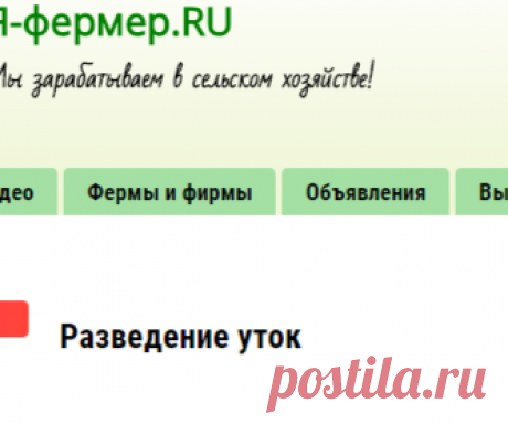 Разведение уток, кормление уток, содержание уток, мускусные утки | Я-фермер.RU