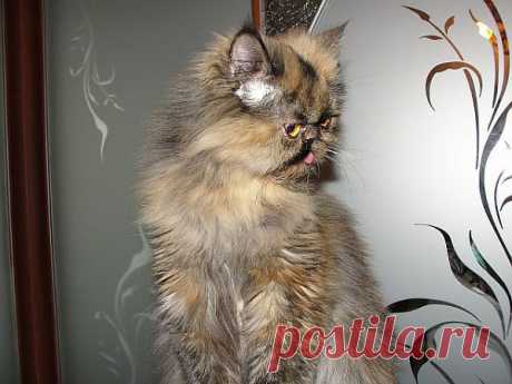 Кис-кис...мяу..