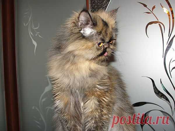 Кис-кис...мяу..