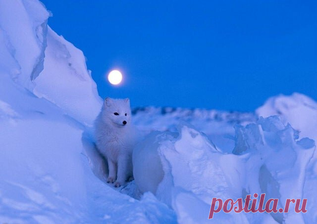 10 фото диких животных, которые способны вас порадовать | Чемодан, вокзал... | Яндекс Дзен
