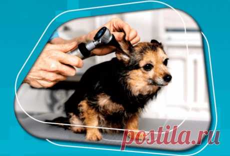 In 2020, the market for veterinary anesthesia equipment was worth USD 174.3 million. The market is anticipated to increase at a CAGR of 7.0% between 2021 and 2028, rising from USD 180.8 million in 2021 to USD 290.2 million in 2028.