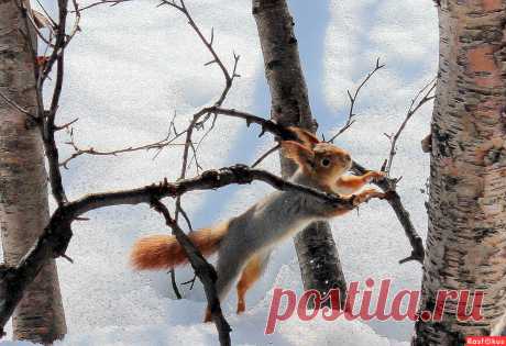 Фото: Картинка из мартовского леса.... Фотолюбитель Татьяна Соловьева (Тата). Природа - Фотосайт Расфокус.ру