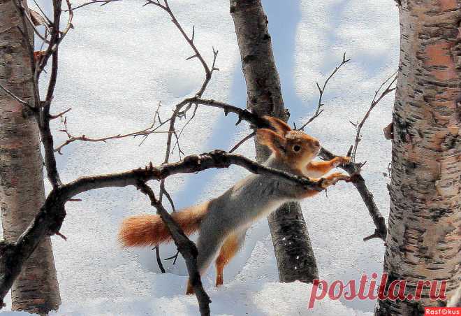 Фото: Картинка из мартовского леса.... Фотолюбитель Татьяна Соловьева (Тата). Природа - Фотосайт Расфокус.ру