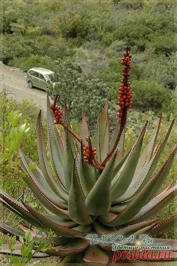 Драцена деремская, или душистая (Dracaena deremensis, Fragrans): фото, уход, размножение.