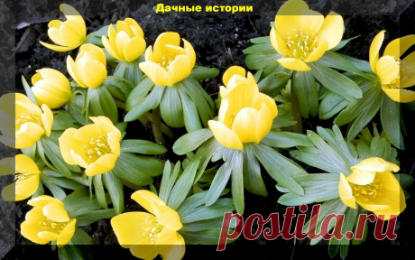 Цветник который сам себя засевает. Более тридцати цветов, которые хорошо размножаются самосевом | Дачные истории | Яндекс Дзен