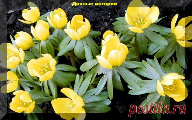 Цветник который сам себя засевает. Более тридцати цветов, которые хорошо размножаются самосевом | Дачные истории | Яндекс Дзен